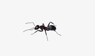 蚂蚁的颜色描写 蚂蚁的样子描写